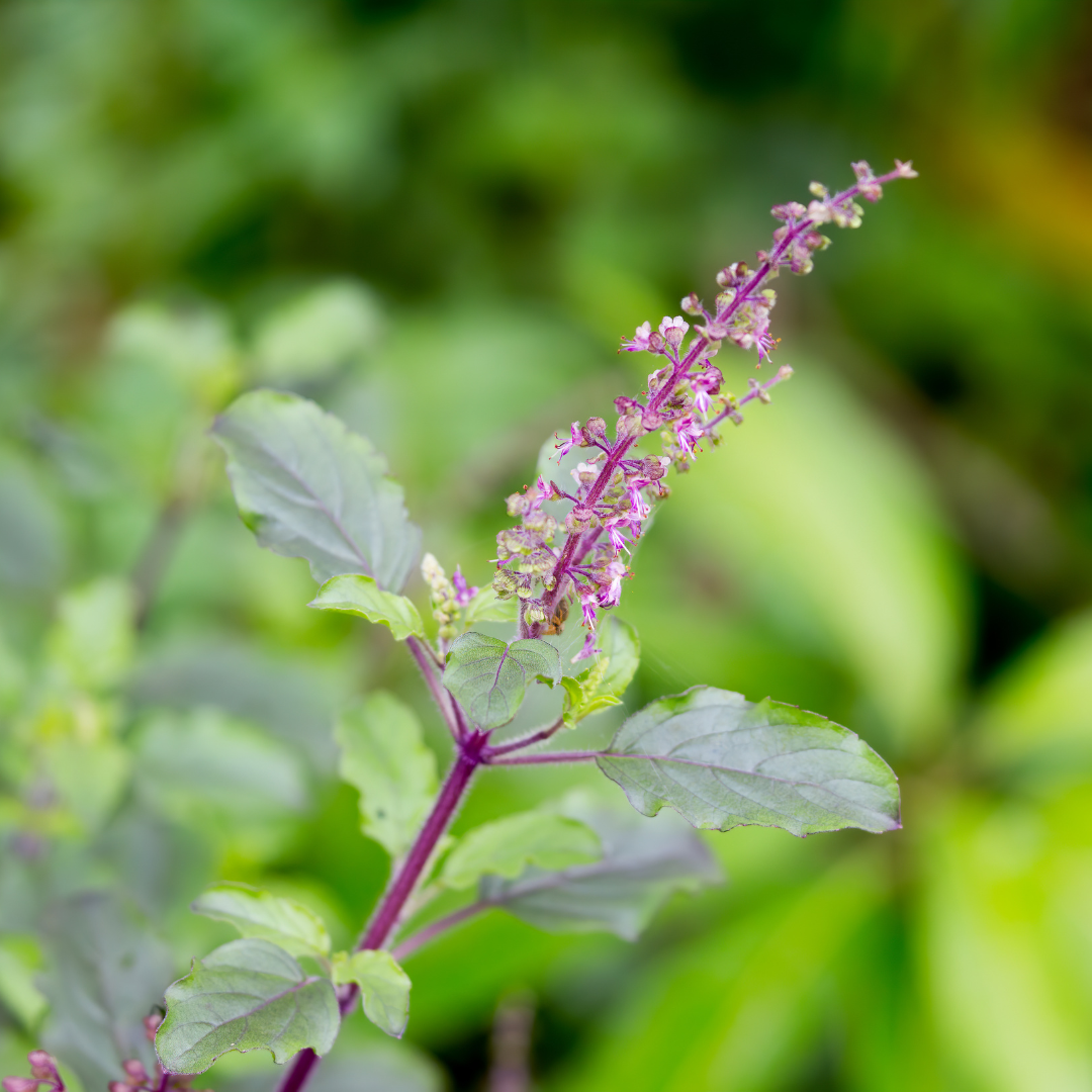 GLICEMIE MINUNATA - Tulsi- 50 ml- producător Franța - Produs Organic 50 ml