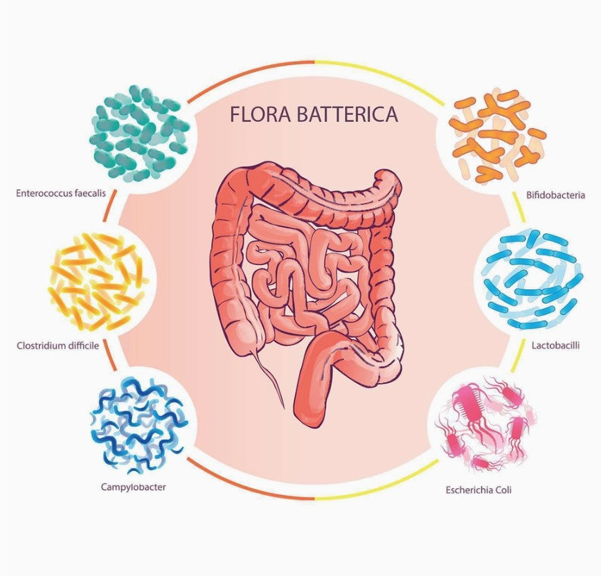 COLONFLORA PLUS - ideal pentru îmbunătățirea sănătății intestinale și promovarea unui tranzit intestinal regulat – 60capsule – produs Italia