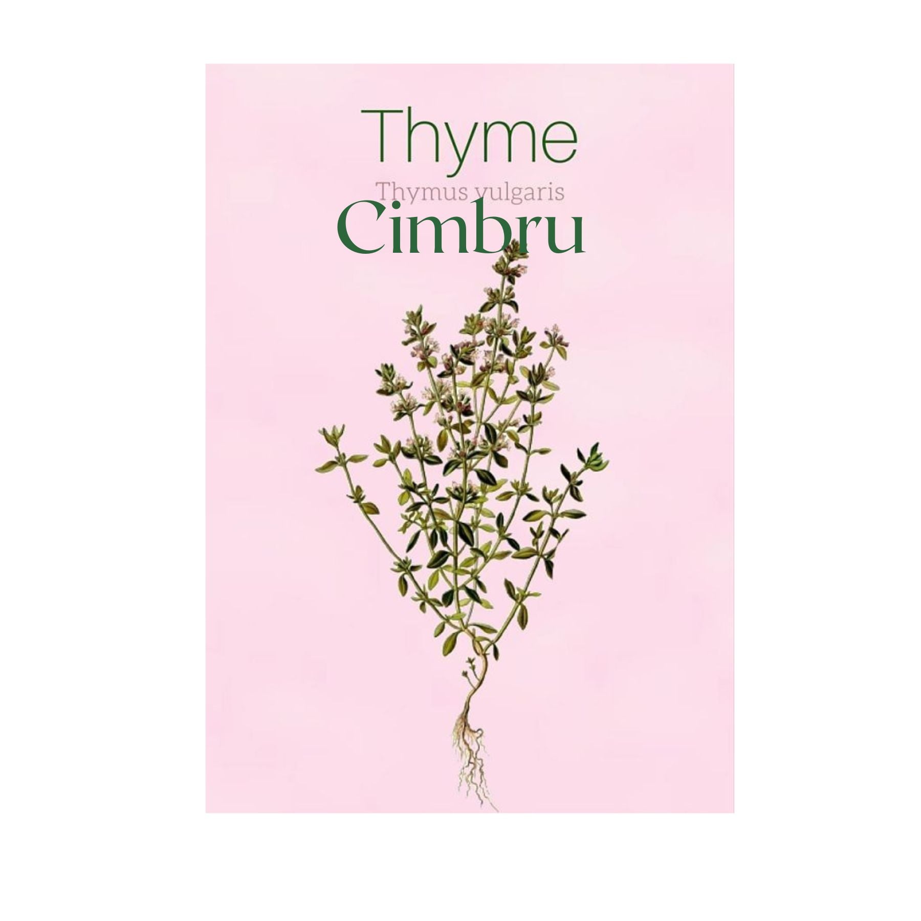 CEAI TUSE BRONCHO, KUKER 20 plicuri