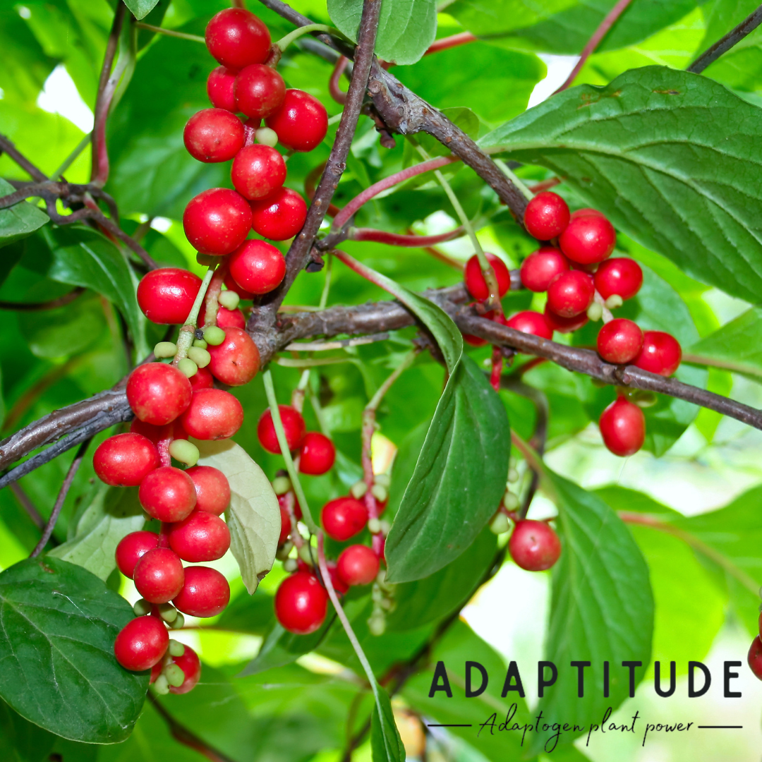 Intareste tonusul Sexual - Schisandra 50ml - produs Franta