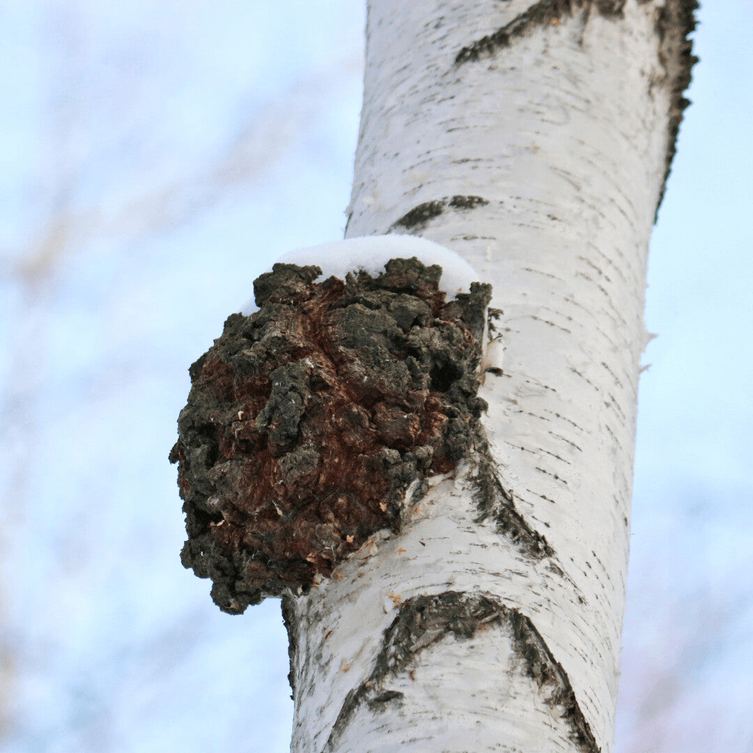 GLICEMIE FRUMOASA- CHAGA 50ml - producător Franta